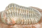 Cute Little Austerops Trilobite Fossil - Jorf, Morocco #362869-2